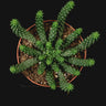 Euphorbia inermis
