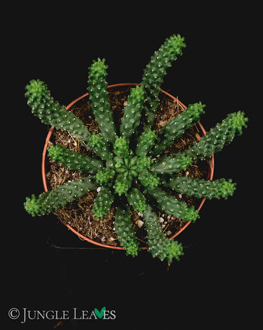 Euphorbia inermis