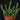 Euphorbia inermis