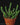 Euphorbia inermis