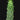 Euphorbia inermis