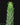 Euphorbia inermis