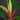 Growing tip