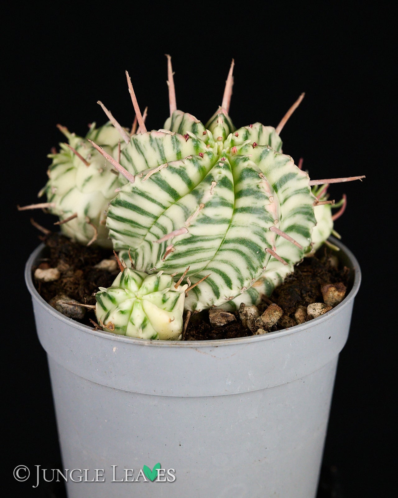 Euphorbia meloformis 'Variegata' 19,99€
