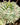 Euphorbia meloformis 'Variegata'
