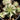 Euphorbia meloformis 'Variegata'