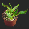 Euphorbia stellata