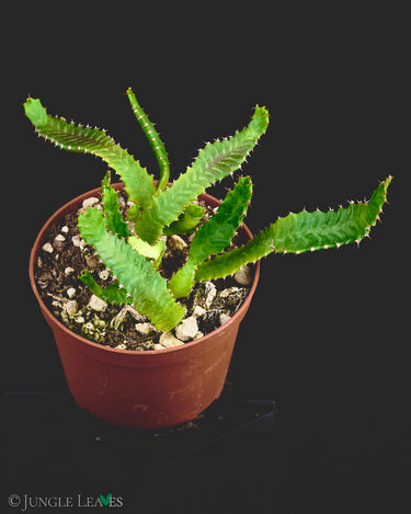 Euphorbia stellata
