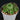 Euphorbia susannae