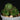 Euphorbia susannae
