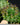 Euphorbia susannae