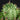 Euphorbia susannae