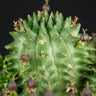 Euphorbia susannae