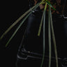 Fenestatarum culum