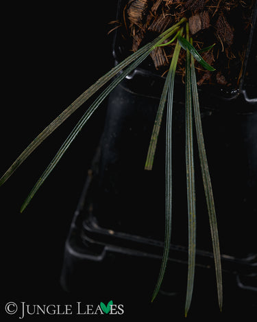 Fenestatarum culum