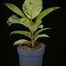 Ficus elastica 'Shivereana Moonshine'