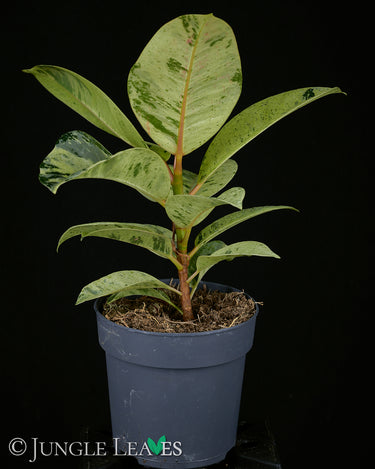 Ficus elastica 'Shivereana Moonshine'