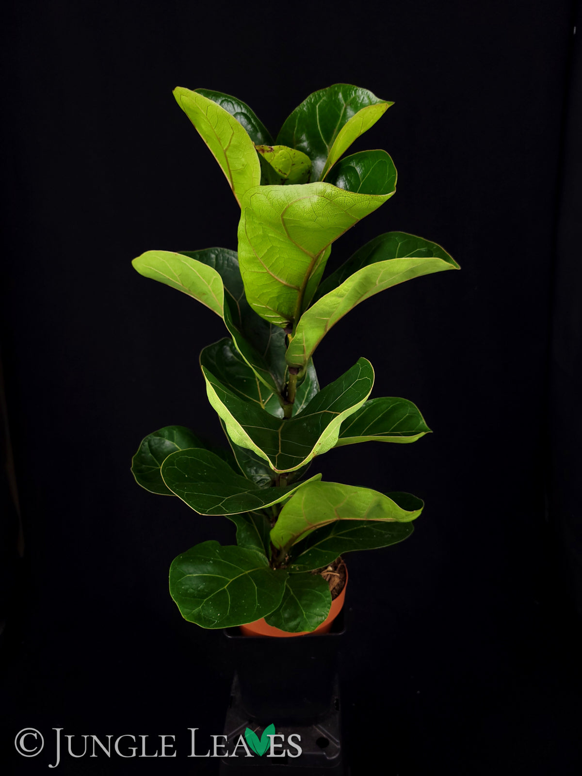Ficus lyrata (Geigen-Feige) 9,99€