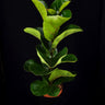 Ficus lyrata - Geigenblattfeige