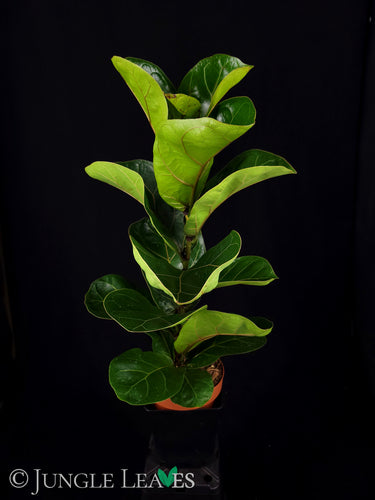 Ficus lyrata - Geigenblattfeige