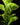 Ficus lyrata - Geigenblattfeige