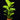 Ficus lyrata - Geigenblattfeige