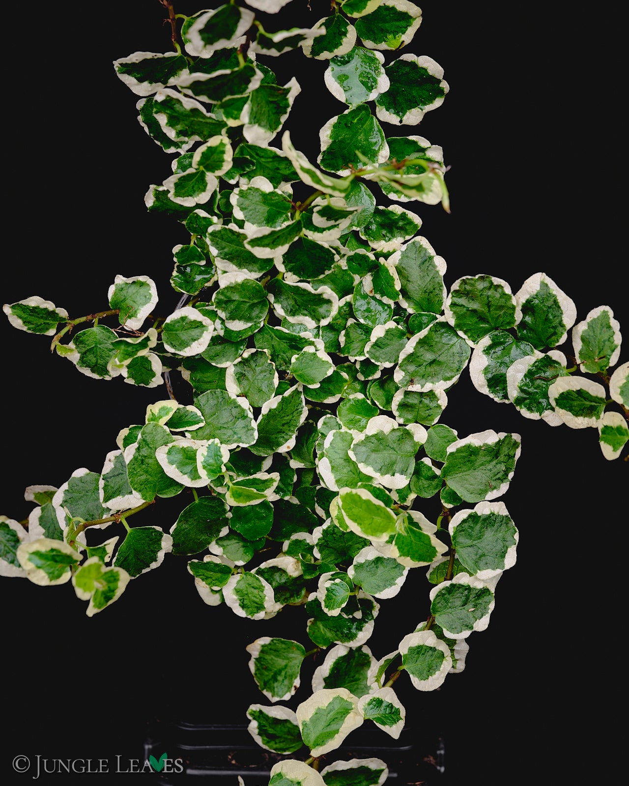 Ficus pumila 'Variegata' – Jungle Leaves