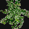 Ficus pumila variegata