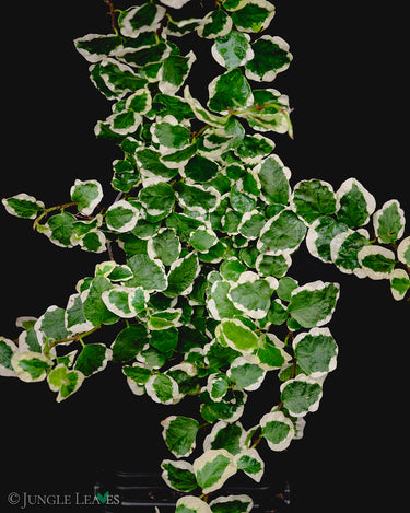 Ficus pumila variegata