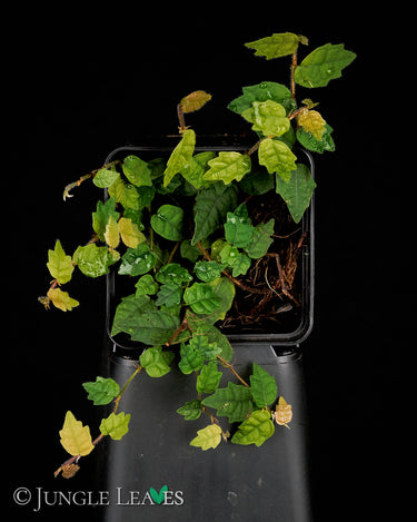 Ficus quercifolia scandens