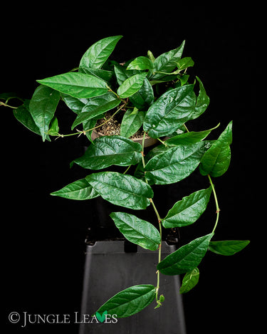 Ficus radicans