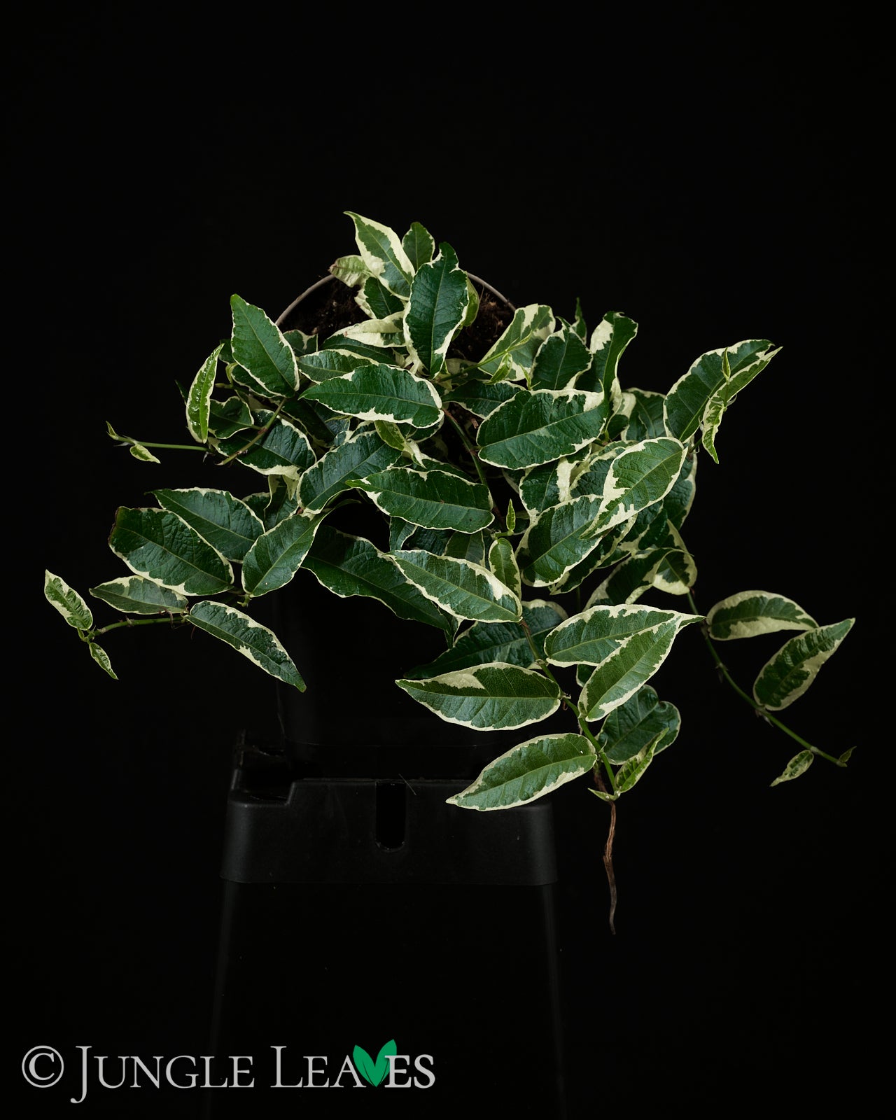 ficus sagittata variegata Ficus radicans (saggitata) 'Variegata' 6,99€