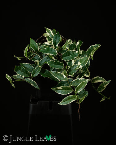 Ficus saggitata (radicans) 'Variegata'