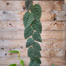 Ficus villosa