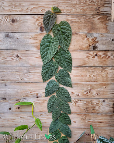 Ficus villosa