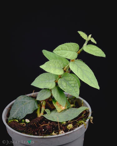 Ficus villosa 'Silver'