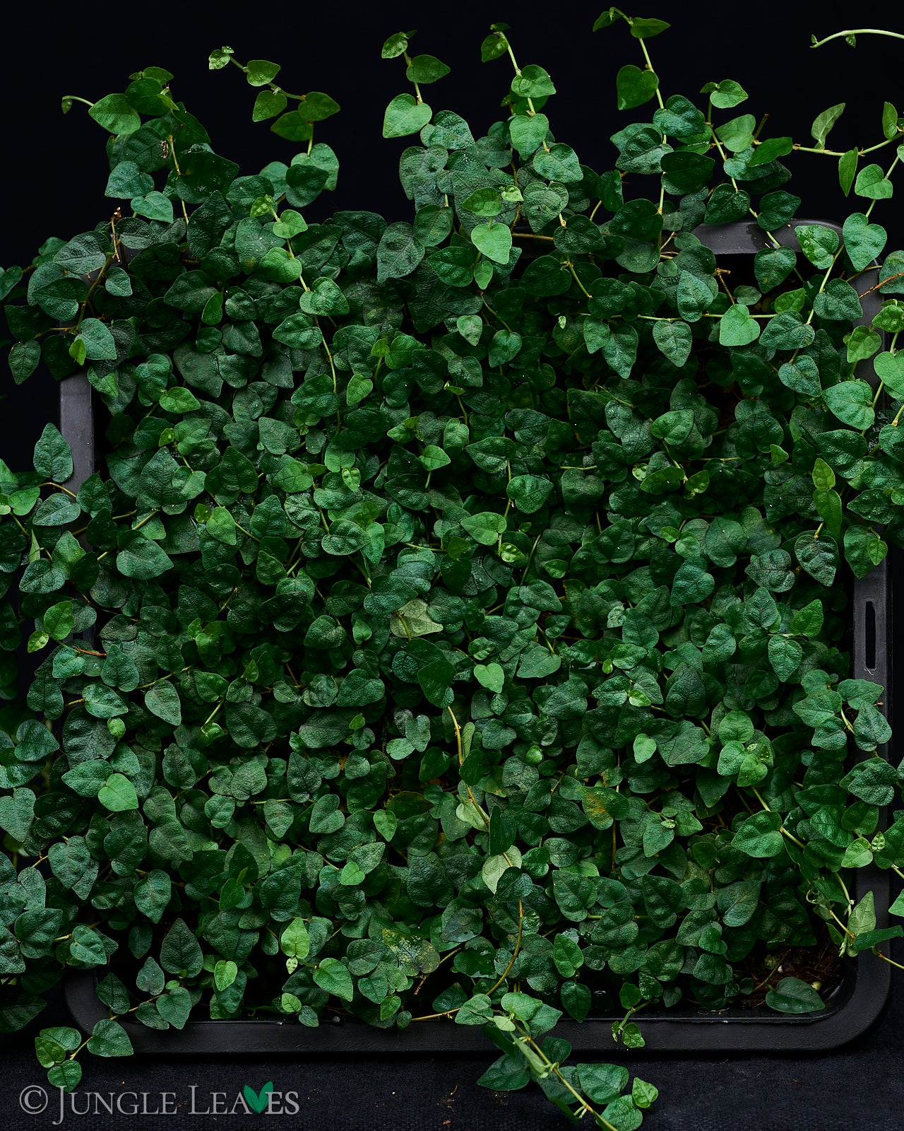 Ficus spec. Kolumbien 6,99€