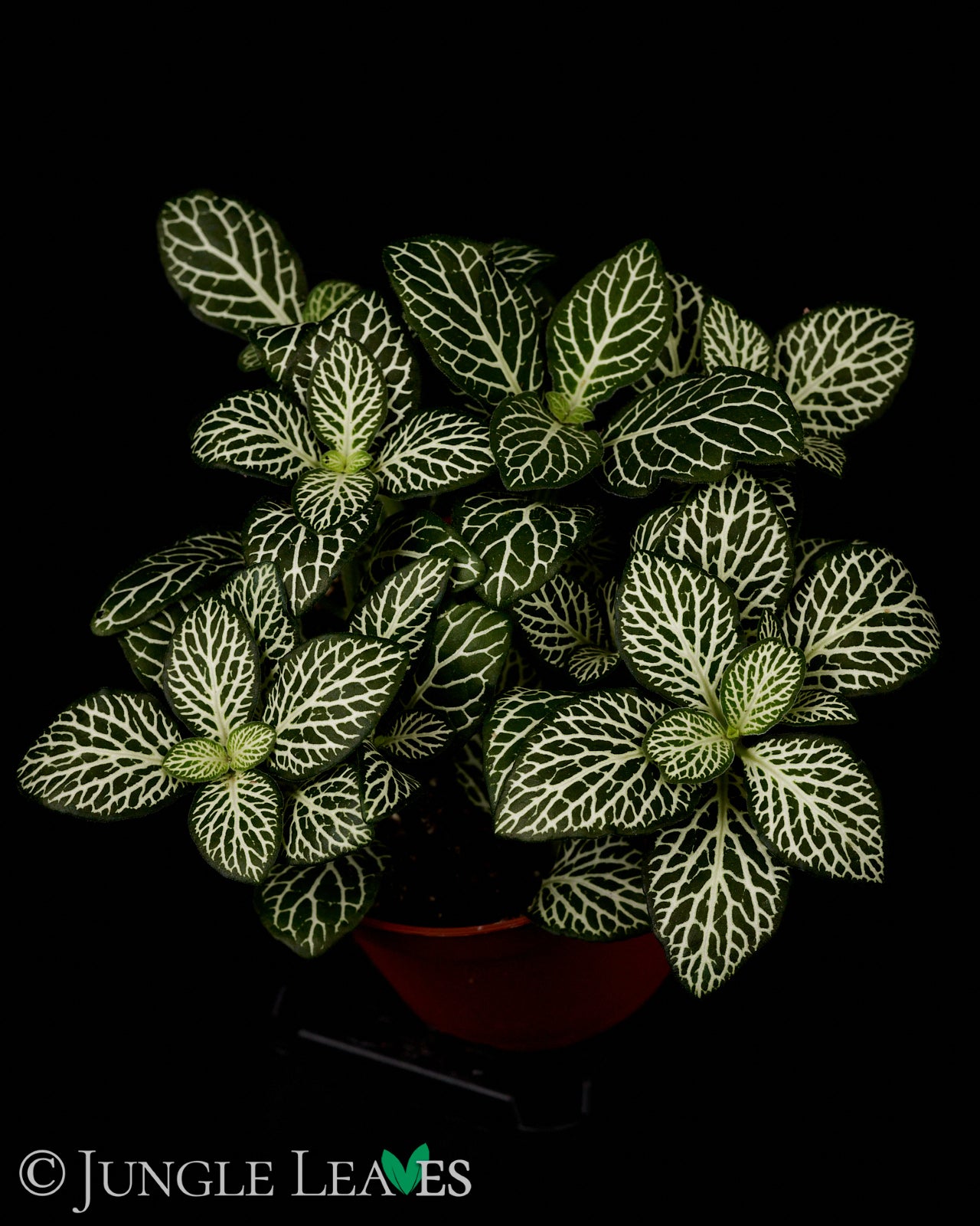 Fittonia albivenis (Mosaikpflanze) 2,99€ bis 4,99€