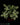 Fittonia albivenis