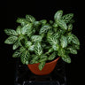 Fittonia albivenis