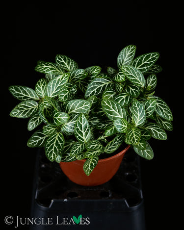 Fittonia albivenis