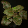 Fittonia gigantea