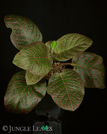 Fittonia gigantea