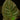 Fittonia gigantea