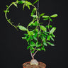 Fockea edulis