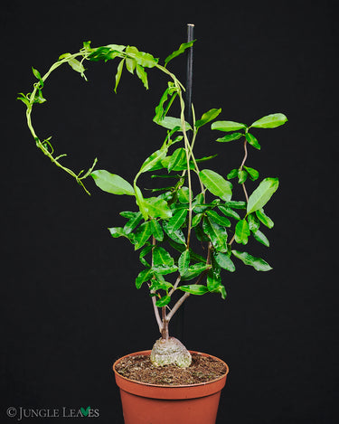 Fockea edulis
