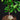 Fockea edulis
