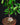 Fockea edulis