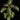 Gloxinella lindeniana