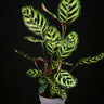 Goeppertia (Calathea) makoyana